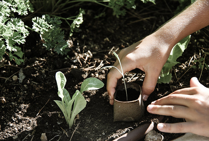 Planting Seeds